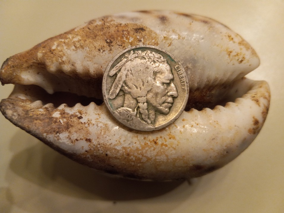 clam shell with indian head nickel